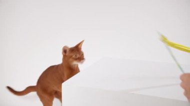 Kısa saçlı bir kedi beyaz bir kutuya merakla yaklaşıyor. Kuyruğu kalkık, tetikte..