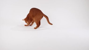 Kahverengi bir kedi eğilir ve yerde görülmemiş bir şeyi koklar. Vücudu yuvarlak bir oyun pozisyonunda..