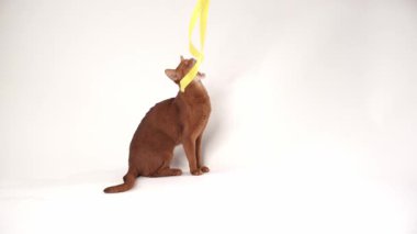 Kahverengi bir Habeş kedisi kuyruğunu kıstırıp sakince oturur. Işıklandırma arka planda yumuşak bir gölge oluşturuyor..