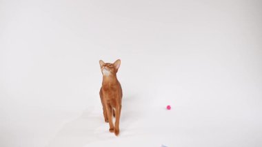 Bir Habeş kedisi kırmızı bir topa bakar. Oyuncak önümüzde, beyaz zeminde yatıyor..