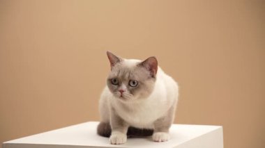 Beyaz ve gri bir kedi beyaz bir kaidede oturur. Bej arka plan sakin ve sıcak bir ton verir..