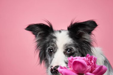 Bir Border Collie bir demet pembe çiçeğin arkasından bakar, meraklı gözleri ilgi çekici bir dokunuş ekler. Çiçeklerin pembe tonları yumuşak arkaplanı tamamlıyor..