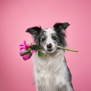 Bir Border Collie pembe bir arka plana karşı poz verirken nazikçe ağzında pembe bir çiçek tutar. Renkler ve yumuşak ışığın birleşimi romantik ve sanatsal bir his yaratır..