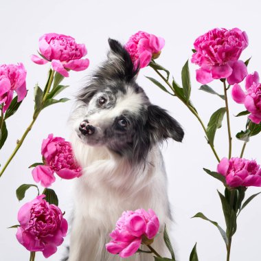 Bir Border Collie, pembe çiçeklerle çevriliyken başını şakacı bir şekilde eğerek tuhaf ve neşeli bir sahne yaratıyor. Köpekler tuhaf bir ifade takınır cazibesine.