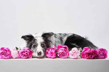 Sınır çoban köpekleri pembe çiçeklerle süslenmiş bir yüzeyde başları çiçeklerin üzerinde yan yana yatarlar. Kürkleri ve çiçek aranjmanları arasındaki zıtlık