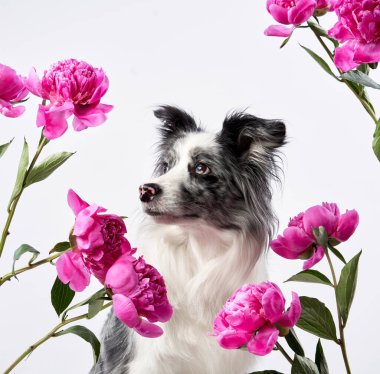 Bir Border Collie zarif bir şekilde pembe çiçekler arasında oturur, kafasını hafifçe eğerek meraklı ve büyüleyici bir poz verir. Çiçek aranjmanı siyah beyaz kürkünü tamamlıyor..