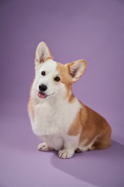 Bir Corgi, mor bir arka plana karşı tuhaf bir ifadeyle oturur, özenli görünür. Portre, köpeğin meraklı ve sakin kişiliğini stüdyo ortamında yakalıyor..