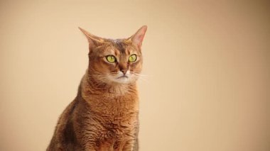 Kırmızımsı kahverengi Habeş kedisi bej arka planda oturur. Parlayan yeşil gözlerle sakince bakar..