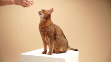 Bir insan eli beyaz bir platformda duran meraklı bir kediye yaklaşır. Kedi başını eğiyor ve ilgi gösteriyor..