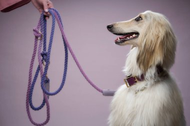 Afgan tazısı mor tasmalı birine doğru döner. Etkileşim nazik ve sakin görünüyor..