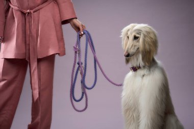 Köpek pembe giyinmiş, tasması olan birinin yanında oturuyor. Kurulum itaat ve sakin bir odak taşıyor..