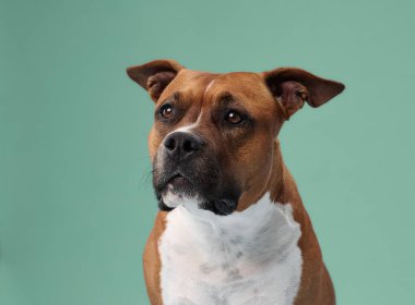 Bir staffordshire teriyeri meraklı bir ifadeyle kameradan uzağa bakar. Yumuşak ışık ve soluk arkaplan onun özelliklerini vurgular.