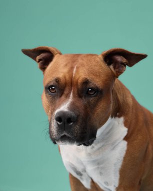 Bir staffordshire teriyeri yüzünü aydınlatan yumuşak ışıkla ileriye bakar. Yeşil arkaplan bronz ve beyaz kürke zıtlık ekler..