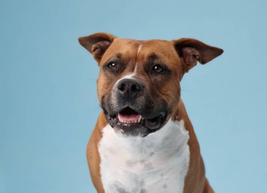 Bir staffordshire Teriyeri sakin ve tarafsız bir yüzle ortada oturur. Yumuşak mavi tonlar rahatlatıcı bir ortam sağlar..