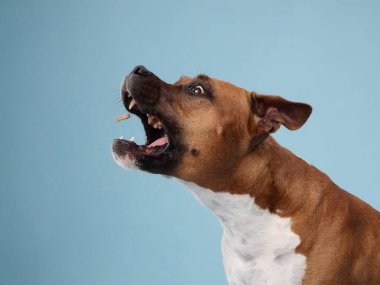 Bir staffordshire teriyeri hareket halinde görünür enerjiyle havlar ve ağzını açar. Mavi arka plan güçlü ses hareketlerini vurguluyor..