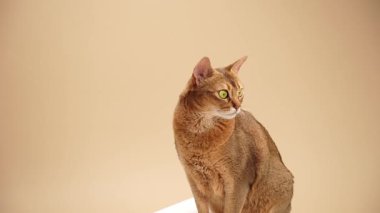 Habeşli dik duruyor ve kulakları açık bir şekilde sola bakıyor. Küpte vücudu uzun ve zarif..