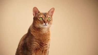 Kısaltılmış bir kedi hafifçe yana döndü. Bir şeyi gözlemlerken başı hafifçe yukarı doğru eğik durur..