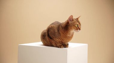 Kahverengi bir Habeşli beyaz bir küpün üzerinde kambur oturuyor. Kuyruğu patilerini güzelce sarıyor..