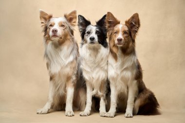 Beş Sınır Köpekleri düzenli bir şekilde poz veriyor, temiz bir stüdyo ortamında odaklanmış ve koordineli görünüyorlar..