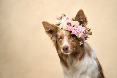 Bir Border Collie çiçekli bir taç takar ve sakince ileri bakar..