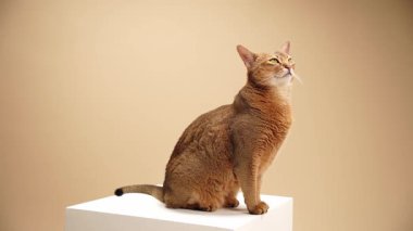 Kahverengi bir kedi beyaz bir küpün üzerinde dik oturur ve yukarı bakar. Pozisyonu kendinden emin ve dengeli..