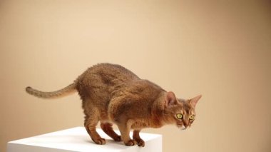 Kırmızımsı bir kedi bir kaidenin üzerine eğilir. Vücudu, görünmeyen bir şeye dikkatle bakıyor..