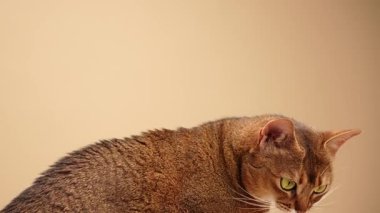 Kahverengi kısaltılmış kedi profilde ağzı hafifçe açık olarak görülüyor. Yeşil gözleri geniş, ve bej arka planı keskin görünümü arttırıyor..