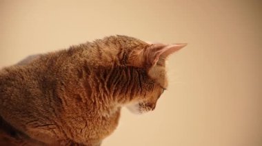 Yakın ekin, kırmızımsı kedi yüzünün sola döndüğünü gösteriyor. Kulakları havada ve bıyıkları açık.