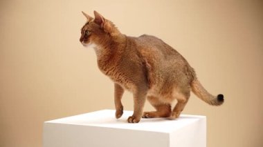 Kahverengi bir Habeş kedisi tamamen beyaz bir blokta duruyor. Kuyruğu yere eğik; bakışları sabittir..