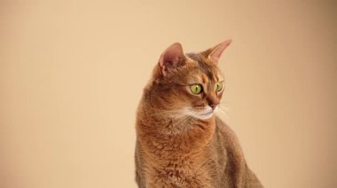 Kedi boynu yana doğru gerilmiş gibi görünüyor. Kulakları ve duruşu tetikte ve sağlam..