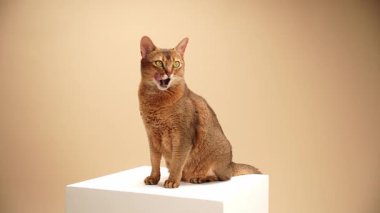 Habeş kedisi sakince bir küpün üzerine tüneyerek sola bakar. Tarafsız zemin duruşunu ve zarafetini vurguluyor..