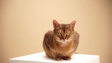 Habeş kedisi beyaz bir blokta küçük bir şekle bürünür. Sakince sola bakıyor, kulakları yukarıda..