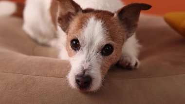 Yakın plan, yumuşak bir yatakta sakince yatan Jack Russell Terrier 'ı gösteriyor. Kapalı mekan sahnesi dinlenmeyi ve sevgiyi yansıtıyor..