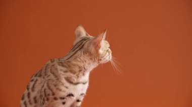 Bir Bengal kedisi sabit durur ve başını sağa çevirir. Eylem, görünmeyen bir ses kaynağına tepki gösteriyor..