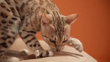 Bir Bengal kedisi merakla yüzeyi koklamak için öne doğru eğilir. Görüntü, soruşturma ve tetikte olma hissini yakalıyor..