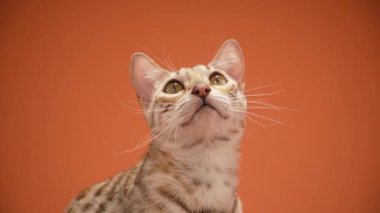 Bir Bengal kedisi, bir stüdyoda yüzeyde yatarken yukarı bakar. Sıcak ışık kürkündeki desenleri vurgular..