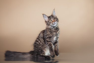 Maine coon yavru kedi portre