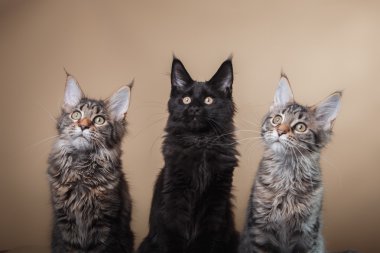Maine coon yavru kedi portre