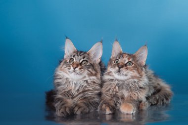 Maine coon yavru kedi portre