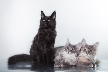 Maine coon yavru kedi portre