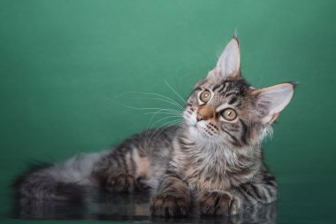 Maine coon yavru kedi portre