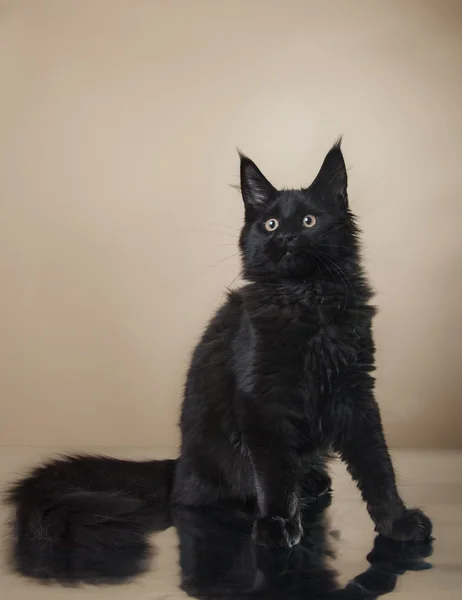 Maine Coon kitten portrait — Stock Photo, Image