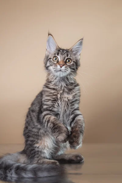 Portret kotka Maine coon — Zdjęcie stockowe