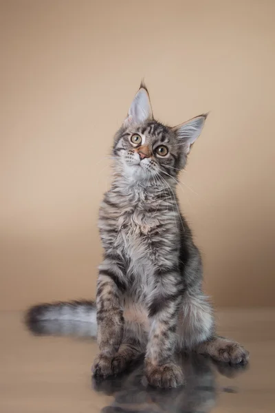 Maine Coon retrato de gatito —  Fotos de Stock