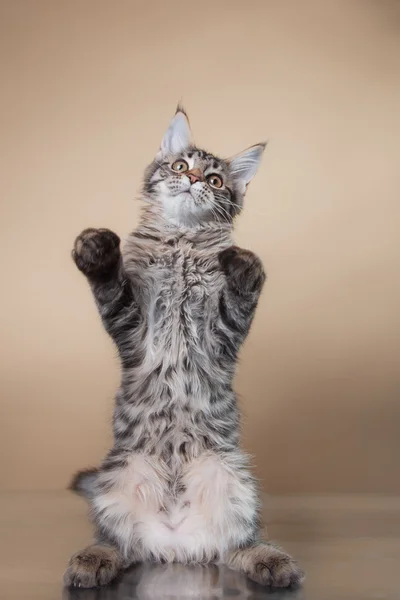 Maine Coon kitten portrait — Stock Photo, Image