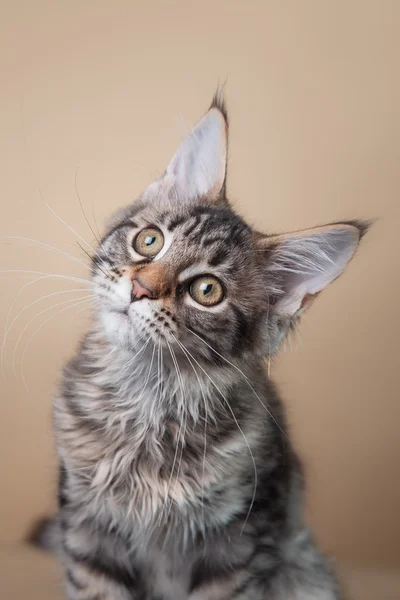 Maine coon kitten portrét — Stock fotografie