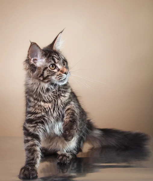 Maine Coon kitten portrait — Stock Photo, Image