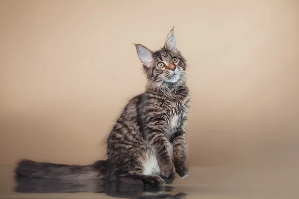 stock image Maine Coon kitten portrait