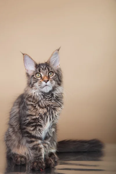 Maine Coon retrato de gatito — Foto de Stock