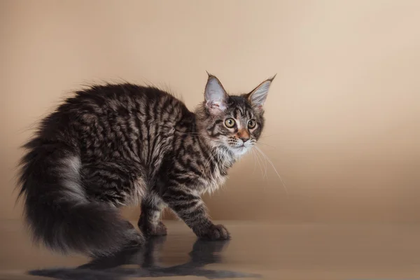 Portret kotka Maine coon — Zdjęcie stockowe